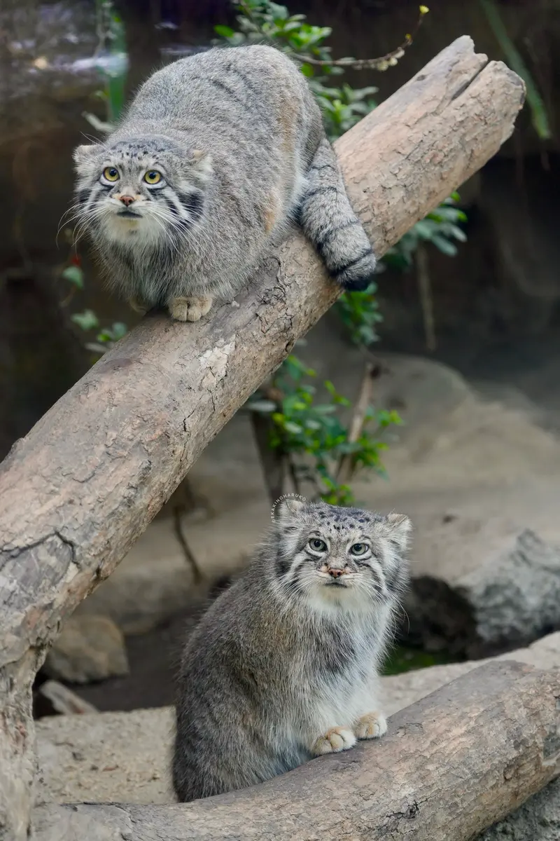 A photograph of Az and Oto in Kobe Animal Kingdom