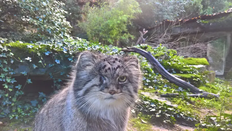 Manul of the day