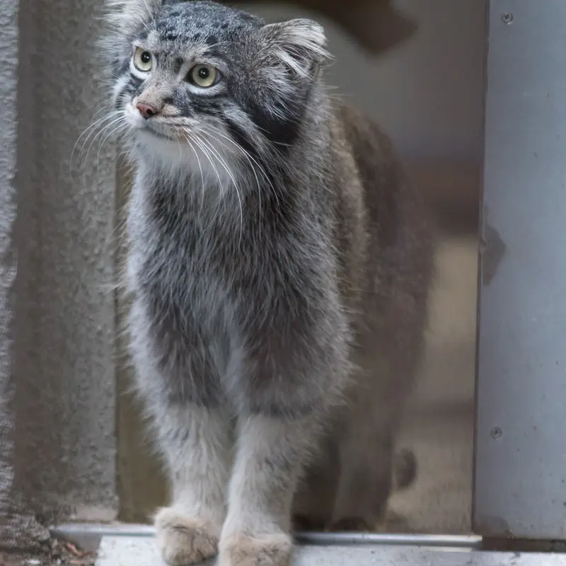 A photograph of Figa in Nogeyama Zoo