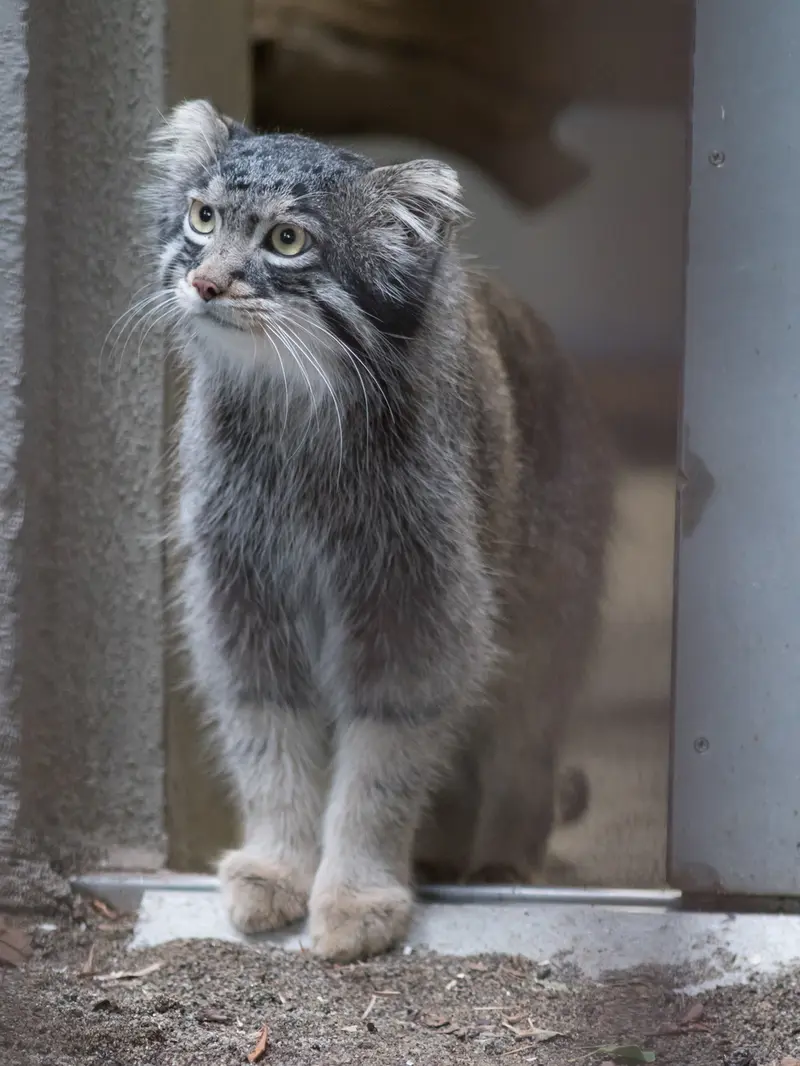 A photograph of Figa in Nogeyama Zoo