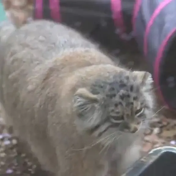 A photograph of a Pallas's cat in Saitama Children's Zoo