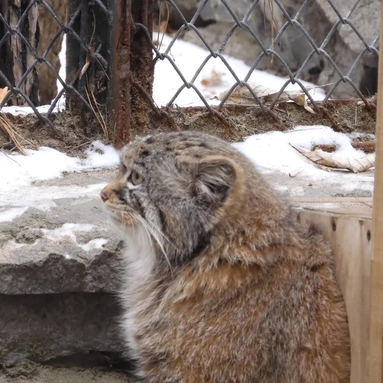 A photograph of Ruf in Novosibirsk Zoo