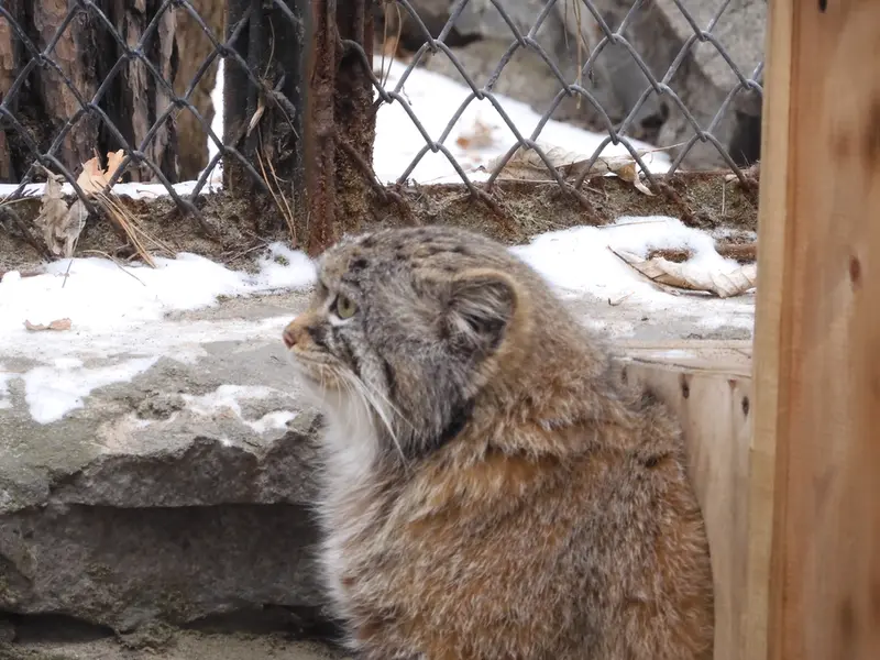 A photograph of Ruf in Novosibirsk Zoo