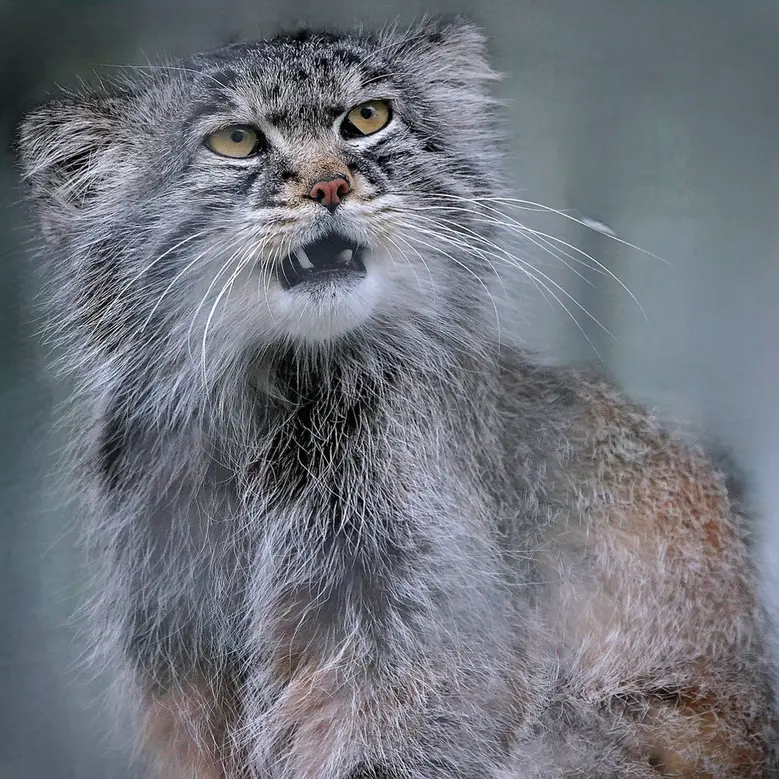 A photograph of Aldan in Zie-Zoo