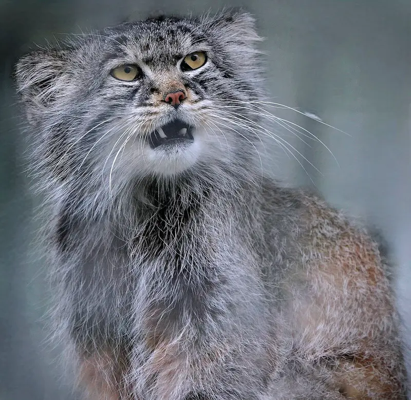 A photograph of Aldan in Zie-Zoo