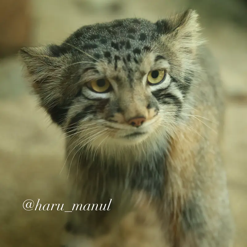 A photograph of Nagomu in Nasu Animal Kingdom