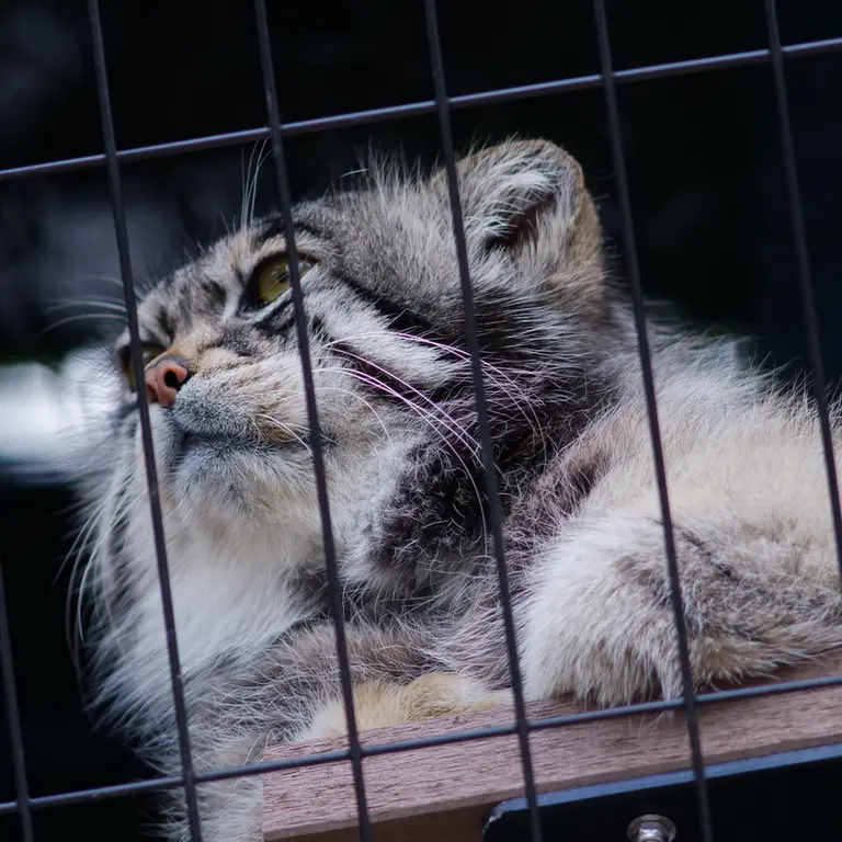 A photograph of Grusha in Asahiyama Zoo