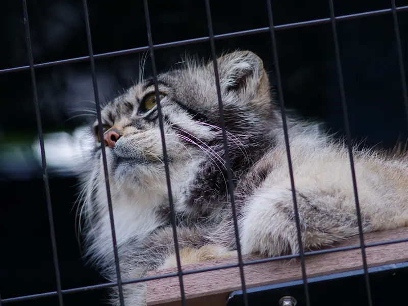 A photograph of Grusha in Asahiyama Zoo