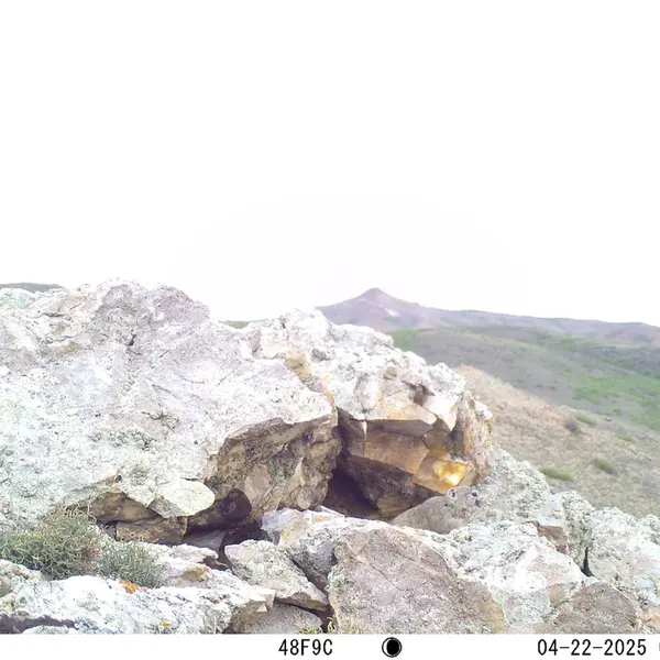 A photograph of Pika from Besshoky 1 camera trap