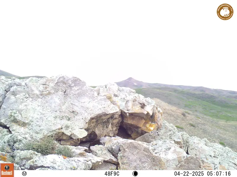 A photograph of Pika from Besshoky 1 camera trap