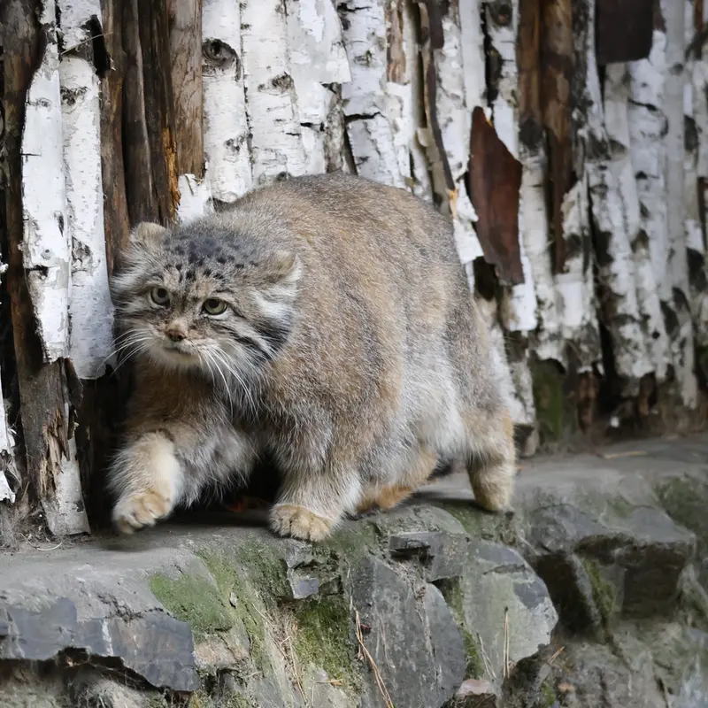 A photograph of a Pallas's cat