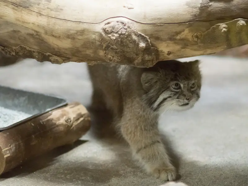 A photograph of Klyon in Ueno Zoological Gardens