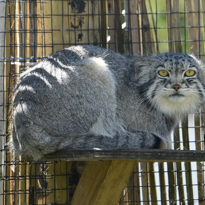 A photograph of a Pallas's cat