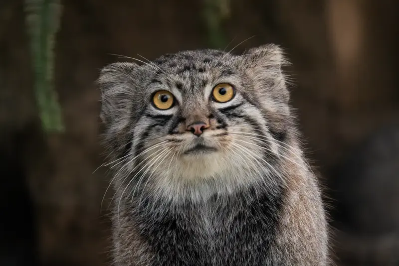 HAPPY BIRTHDAY NAGOM OTO TERU AND MEI YOU BEAUTIFUL AZLINGS