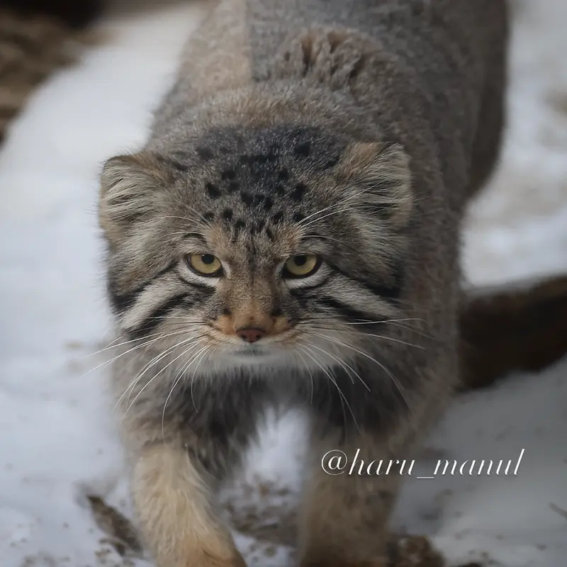 A photograph of Nagomu in Nasu Animal Kingdom
