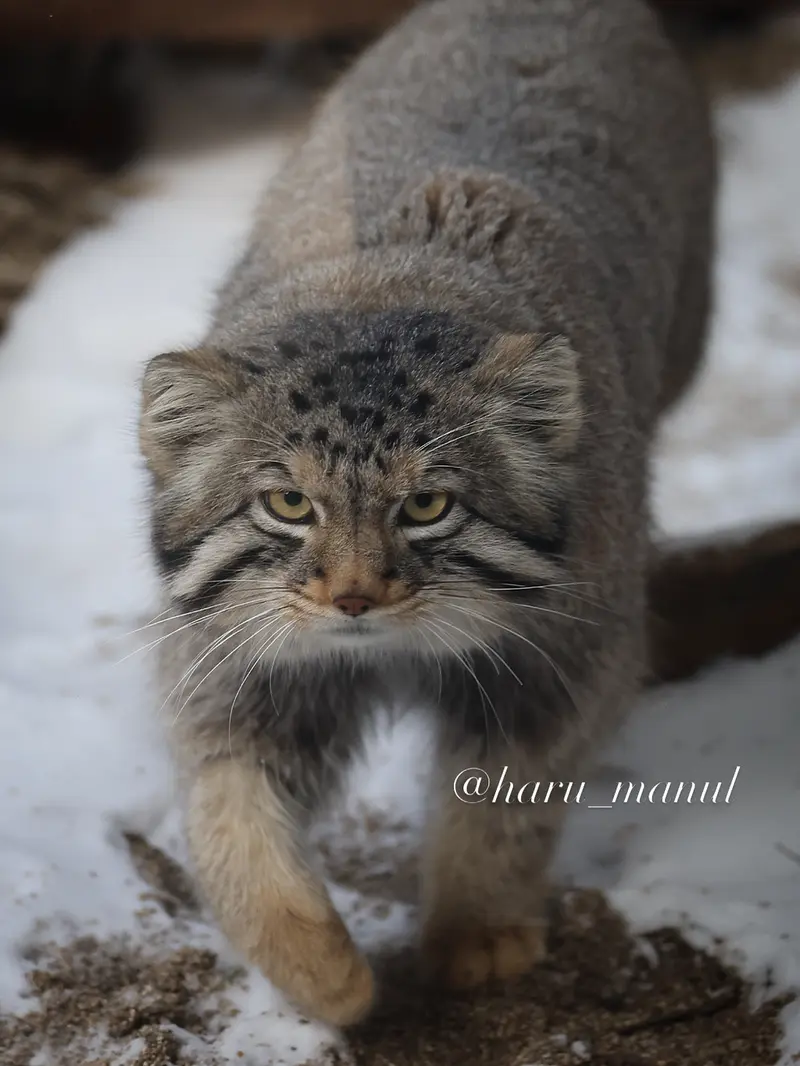 A photograph of Nagomu in Nasu Animal Kingdom