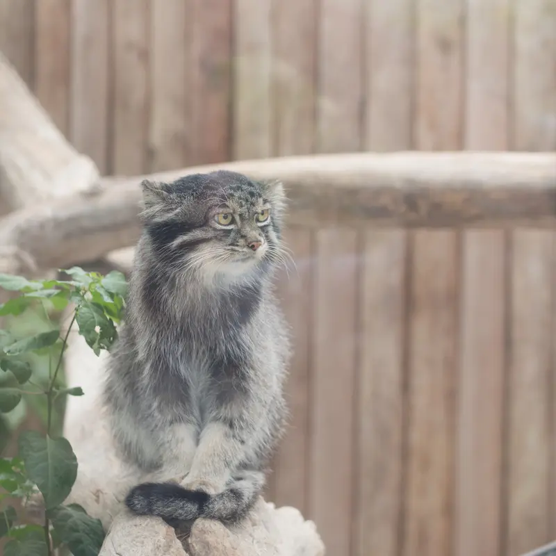 A photograph of Nar in Kobe Animal Kingdom
