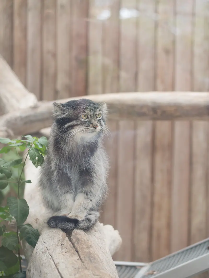 A photograph of Nar in Kobe Animal Kingdom