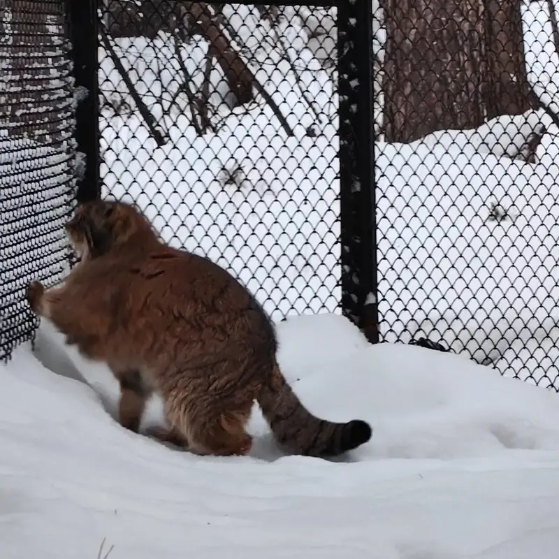 A photograph of a Pallas's cat in Novosibirsk Zoo