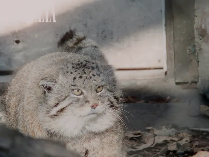 A photograph of Olaf in Calgary Zoo / Wilder Institute