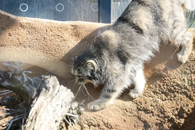 A photograph of Prinsessa in Prague Zoo