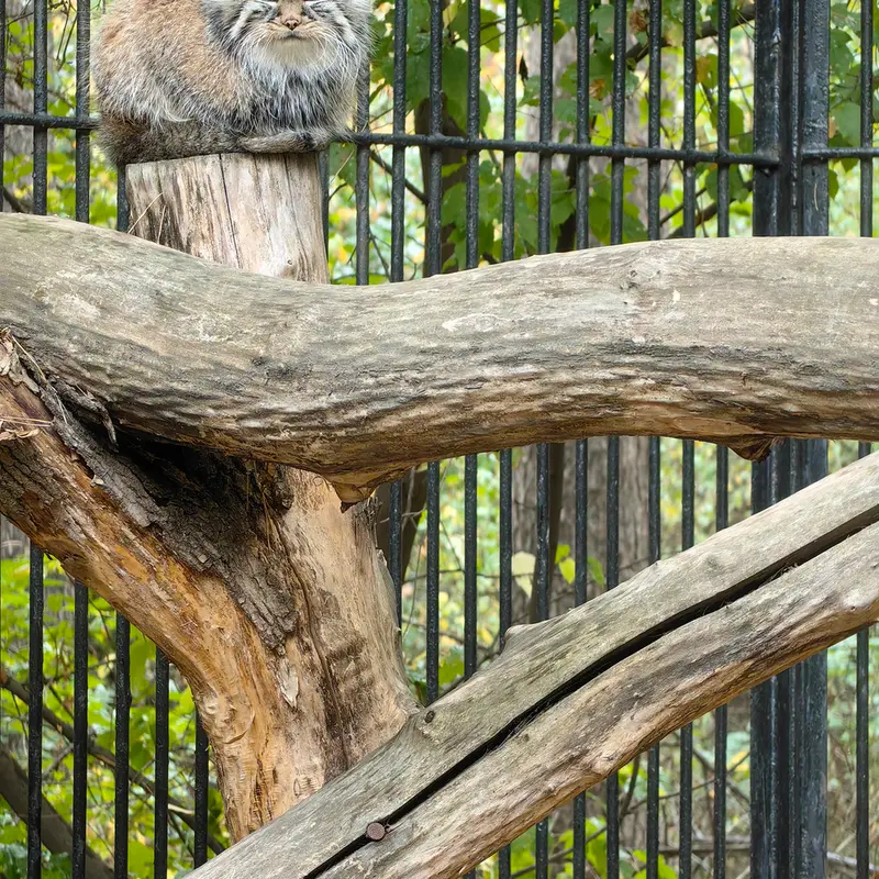 A photograph of Gabi in Novosibirsk Zoo