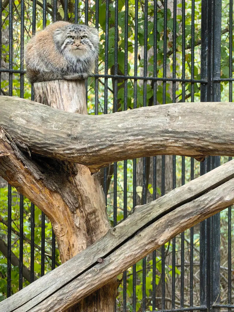 A photograph of Gabi in Novosibirsk Zoo