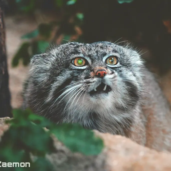 A photograph of Nar in Kobe Animal Kingdom