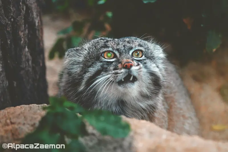A photograph of Nar in Kobe Animal Kingdom