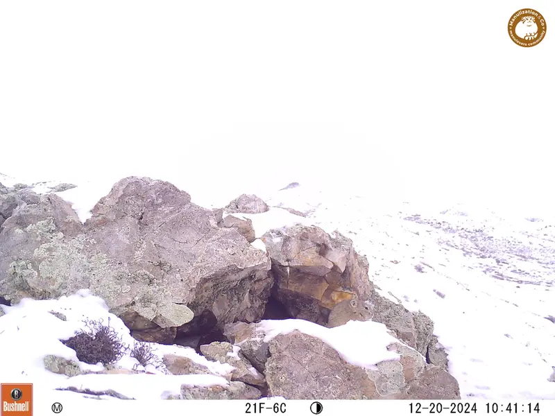 A photograph of Pika from Besshoky 1 camera trap