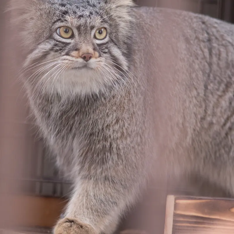 A photograph of Figa in Nogeyama Zoo
