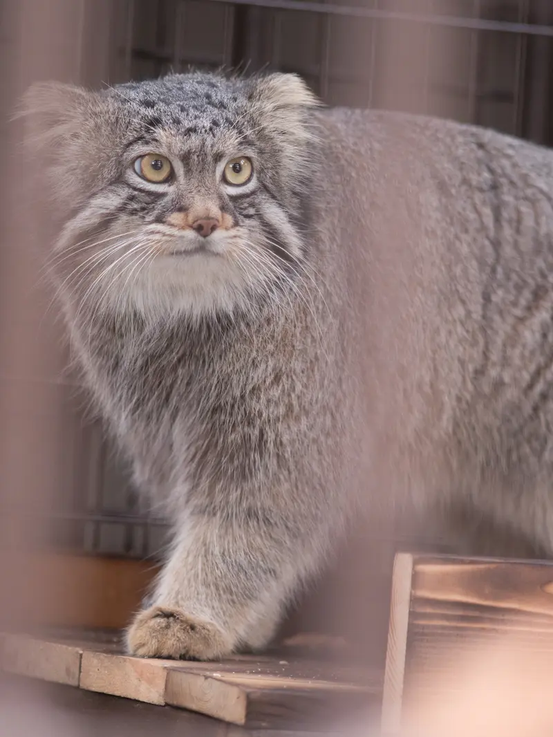A photograph of Figa in Nogeyama Zoo