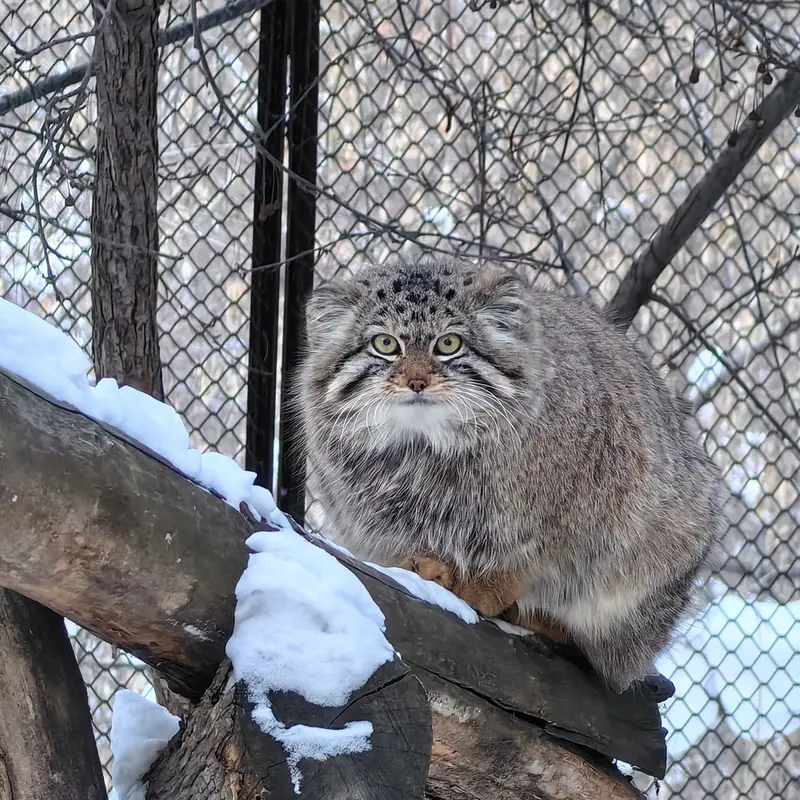A photograph of Sychik in Novosibirsk Zoo
