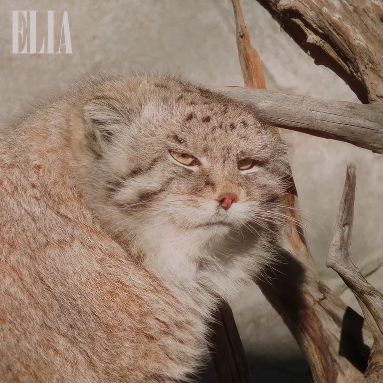 A photograph of Olaf in Calgary Zoo / Wilder Institute