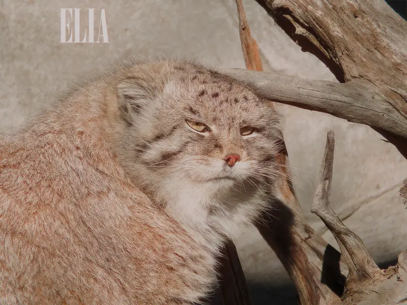 A photograph of Olaf in Calgary Zoo / Wilder Institute