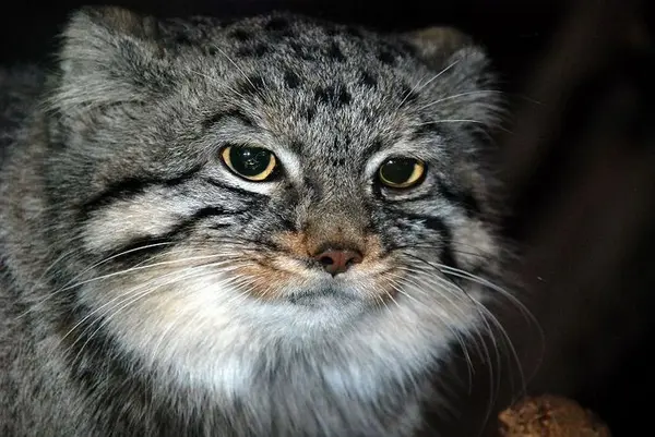 A photograph of a Pallas's cat