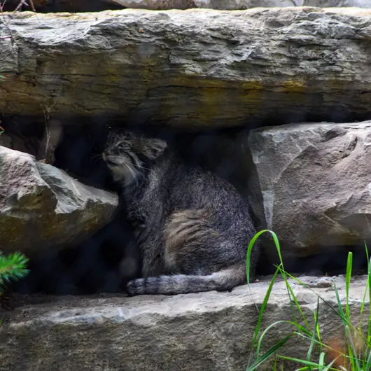 A photograph of Pema in Calgary Zoo / Wilder Institute