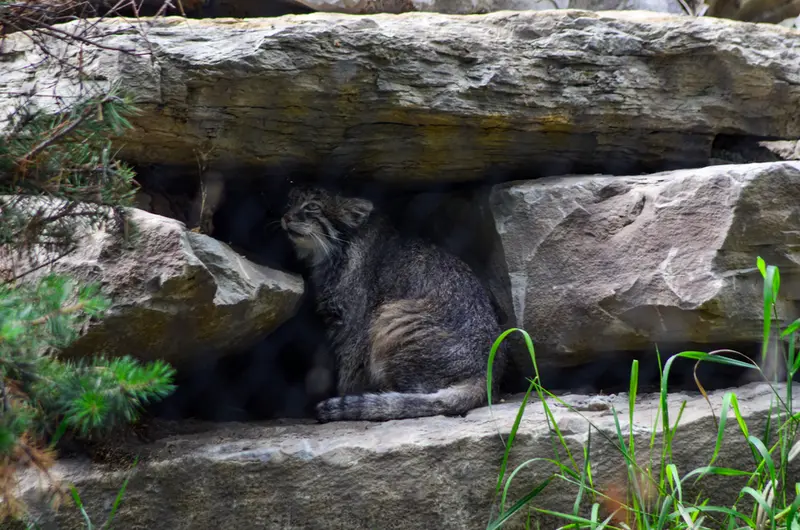 A photograph of Pema in Calgary Zoo / Wilder Institute