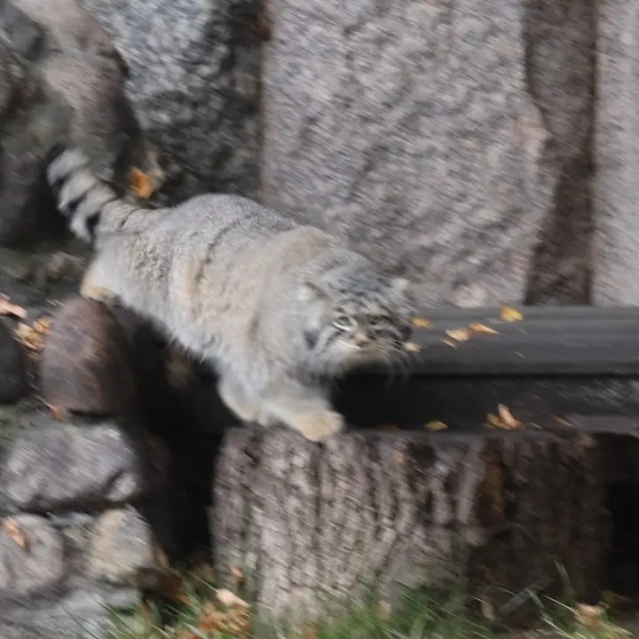 A photograph of Timofey in Moscow zoo
