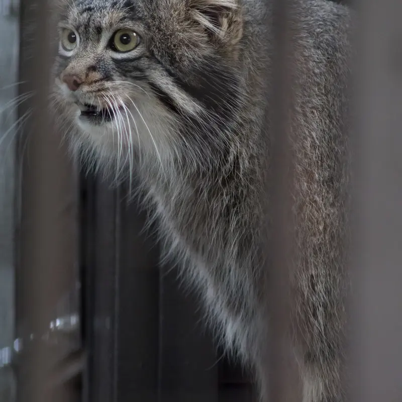 A photograph of Figa in Nogeyama Zoo