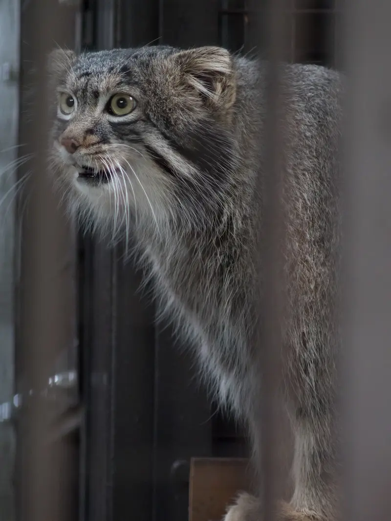 A photograph of Figa in Nogeyama Zoo