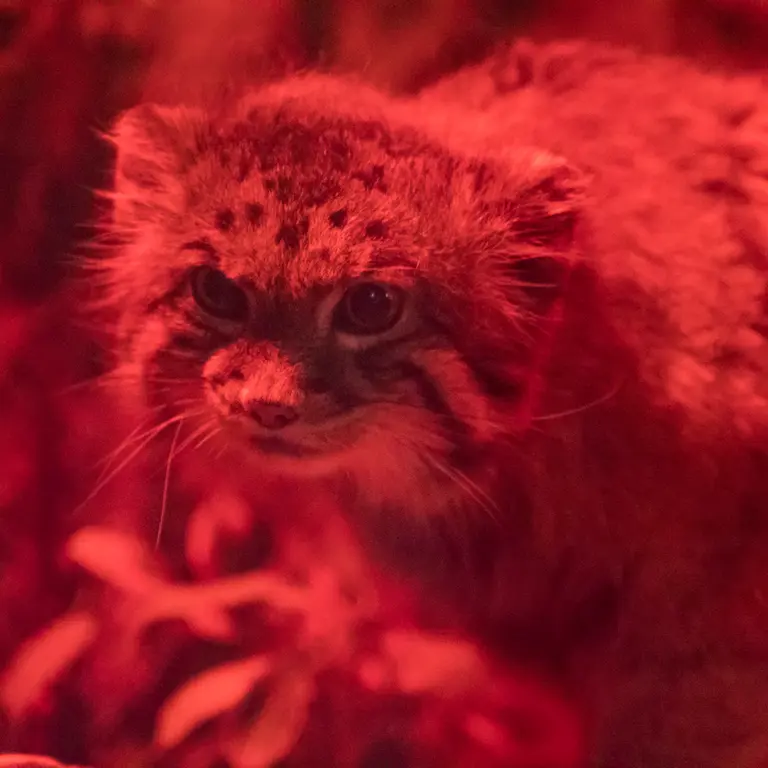 A photograph of Naim in Ueno Zoological Gardens