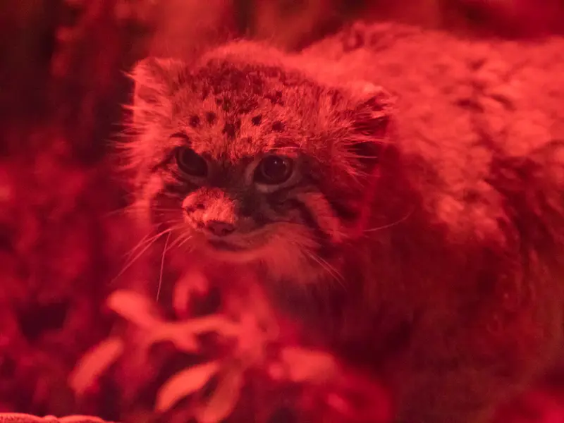 A photograph of Naim in Ueno Zoological Gardens