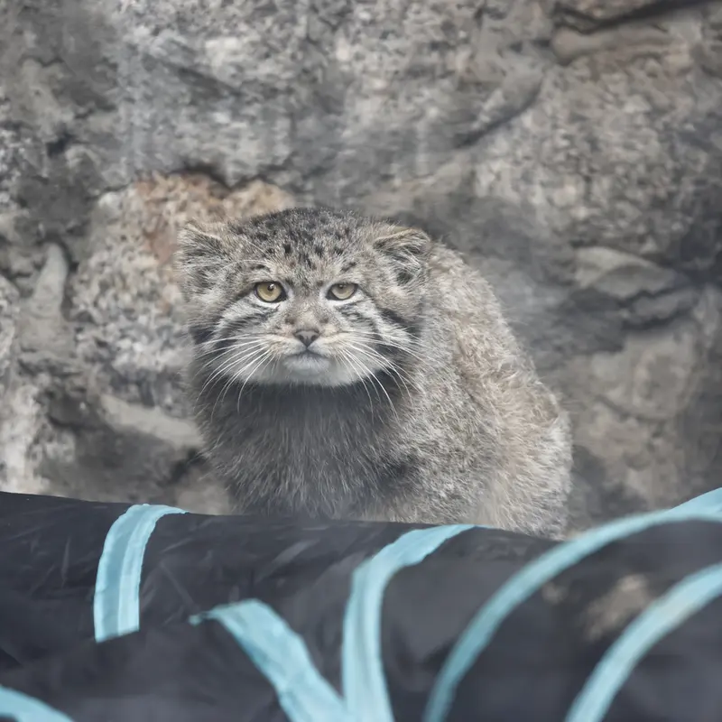 A photograph of a Pallas's cat