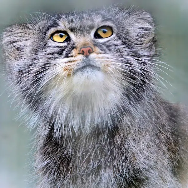 A photograph of Aldan in Zie-Zoo