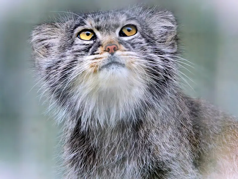 A photograph of Aldan in Zie-Zoo