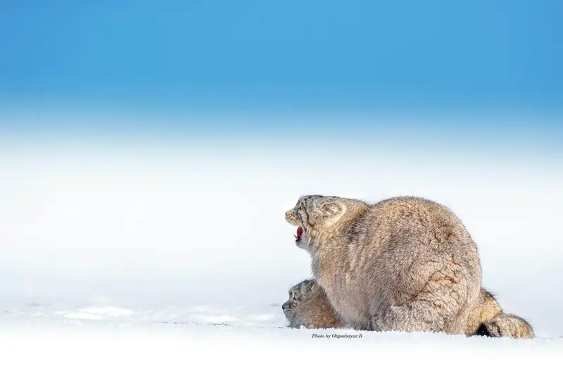 A photograph of a Pallas's cat