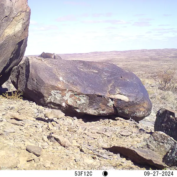 A photograph of Kazakh pika from Koshkar camera trap