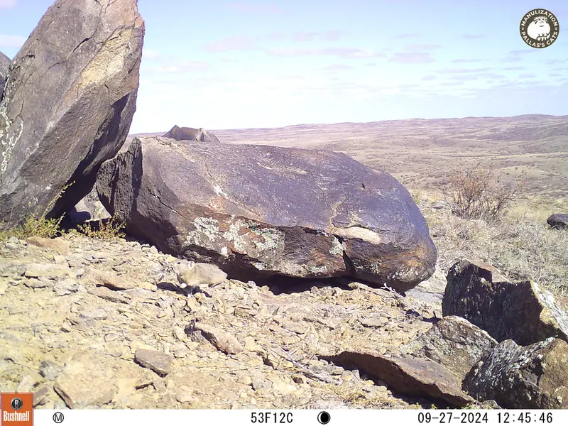 A photograph of Kazakh pika from Koshkar camera trap
