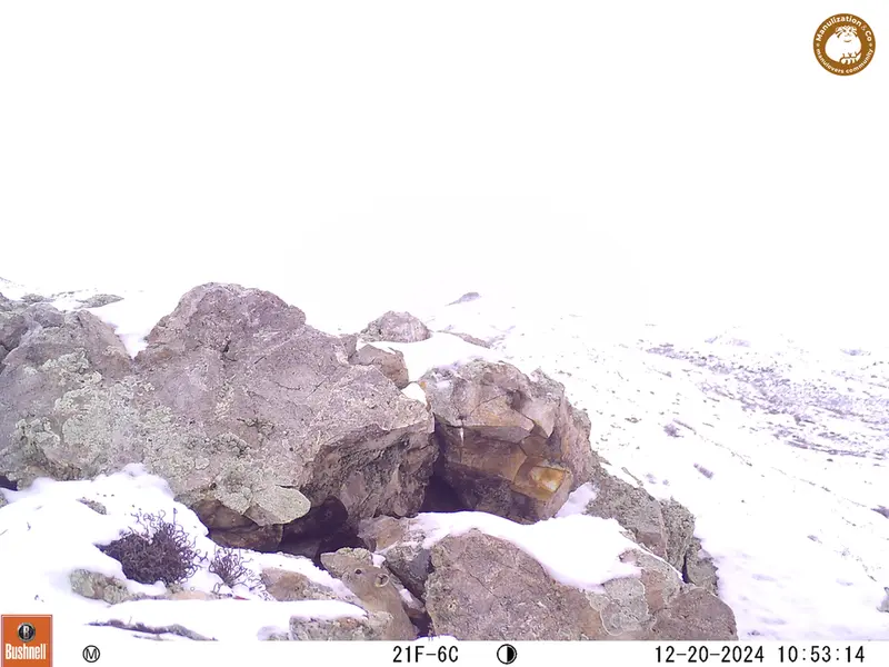 A photograph of Pika from Besshoky 1 camera trap